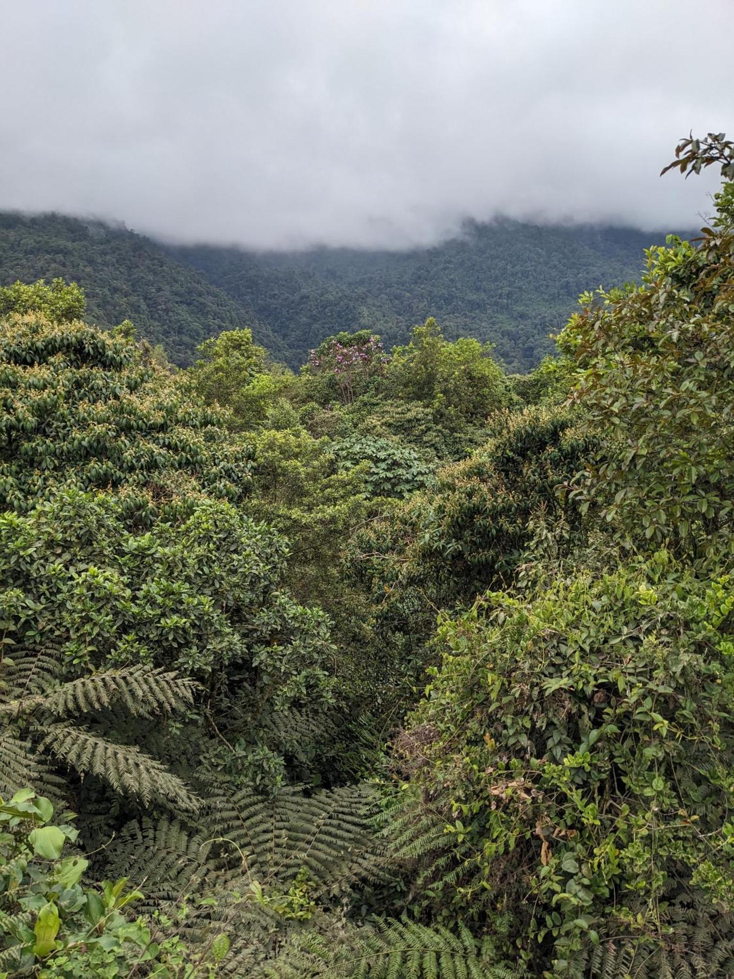 Golden Tree Mindo Eco-Lodge Luaran gambar