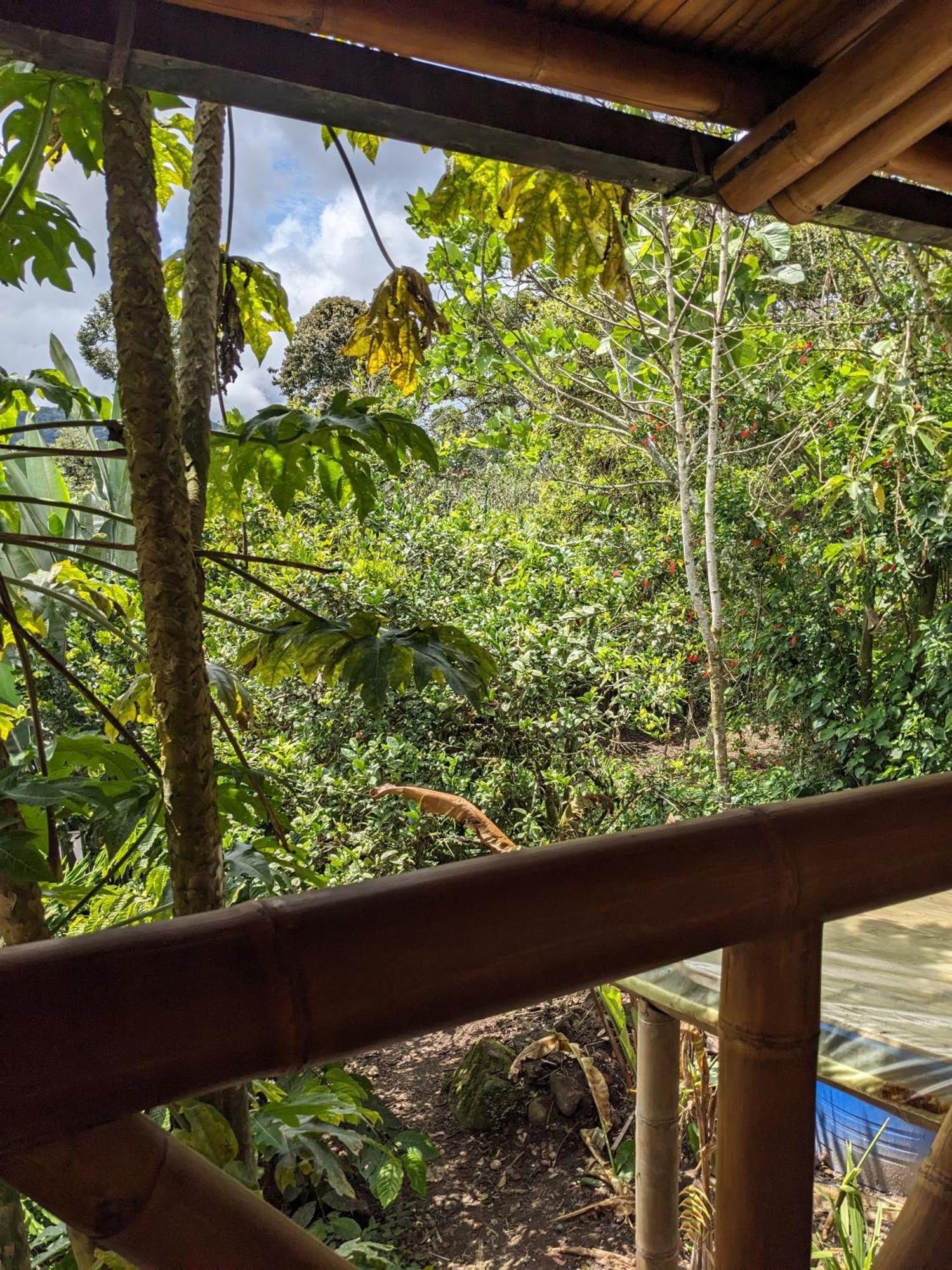 Golden Tree Mindo Eco-Lodge Luaran gambar